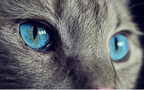 Mesterséges intelligencia-macskaajtó: zsákmányt nem enged be