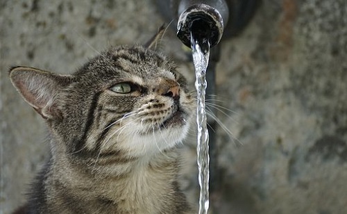 Valóban szükség van a macskák fürdetésére?