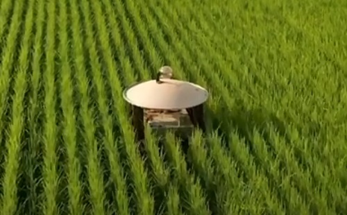 Mesterséges intelligencia - Rizsföldeken gyomlál a vadonatúj robot