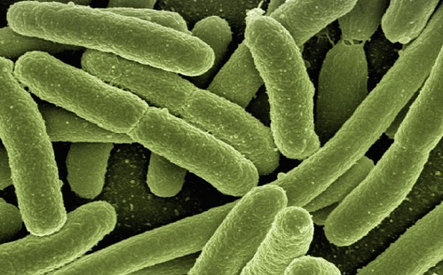 Ellenállóvá teheti az antibiotikumot az otthoni por?