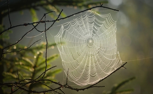 Titkokat fedezett fel a pókhálókban a mesterséges intelligencia