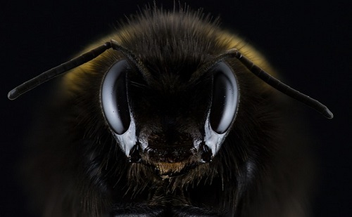 Problémamegoldó méhek segíthetik az okosabb mesterséges intelligencia fejlesztését