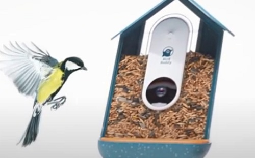 Meghökkentő siker: mesterséges intelligencia működteti a madáretetőt