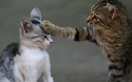 Agresszió a macskák között – Mi az oka?