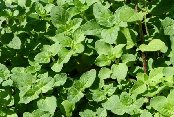 A majoránna étvágygerjesztő, szélhajtó, gyomorerősítő, nyugtató hatású fűszer