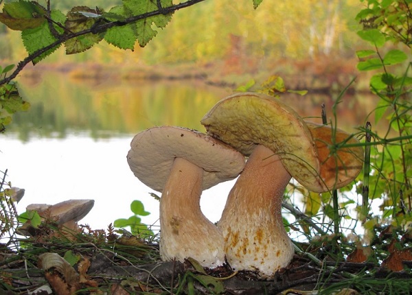 Őseink még gyűjtögettek - sokkal több rostot fogyasztottak, mint mi