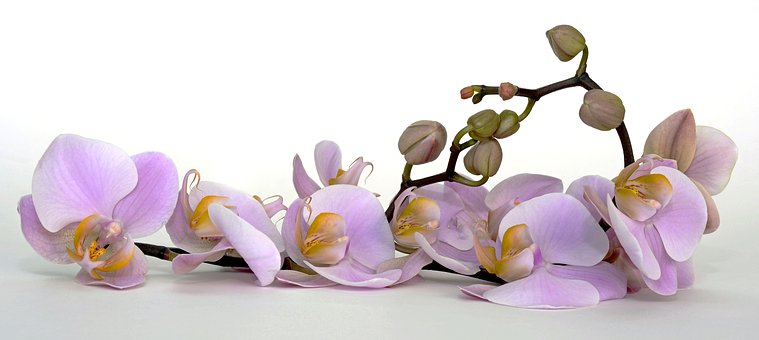 Orchidea