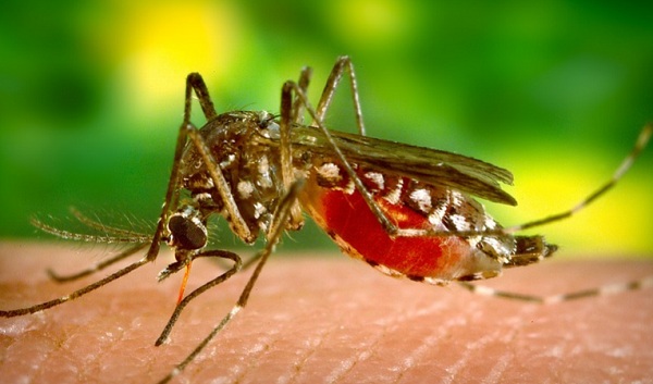 A moszkítók által hordozott malária sajnos számos halálesetért felelős