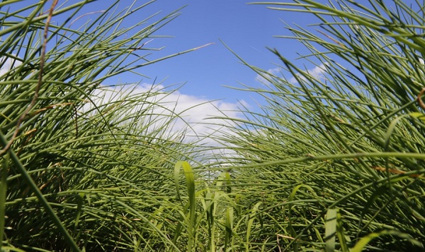 A n&ouml;v&eacute;nyek termeszt&eacute;s&eacute;nek felgyors&iacute;t&aacute;sa glob&aacute;lis ig&eacute;ny