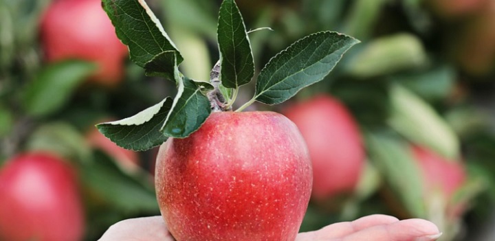 Az alma is károsítja a fogakat, bármilyen egészséges