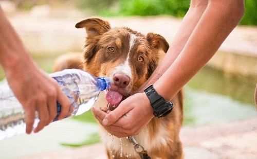 A kutyáknak is csökken az étvágyuk a melegben