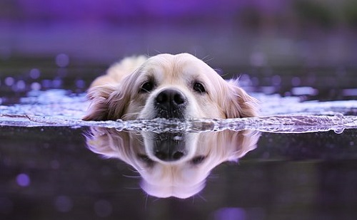 Fontos a kutyák számára a víz