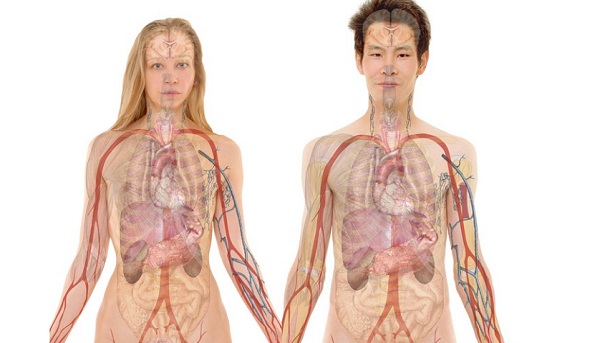 A robotok &aacute;ltal fejlesztett miniszervek hasonl&oacute;an viselkednek, mint az eredetiek