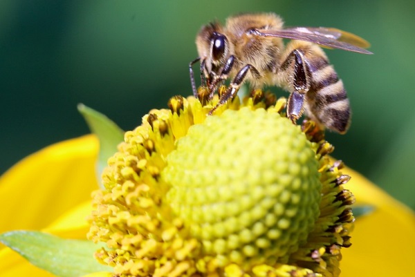 A valódi méh virágot poroz be