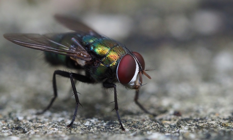 helyes látási dioptriák 1 5 milyen látomás