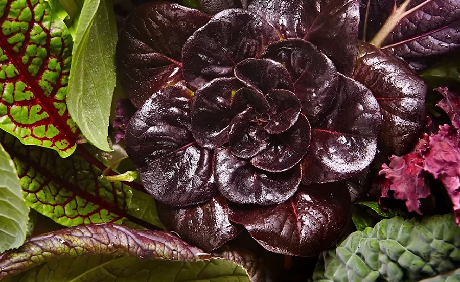 A Bowery farmon mesters&eacute;ges intelligencia fel&uuml;gyeli a n&ouml;v&eacute;nyek &aacute;llapot&aacute;t