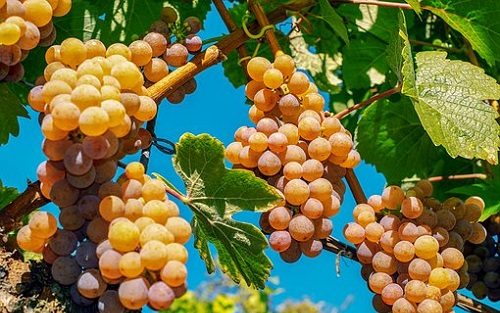 A szőlő segíthet a fogyásban?