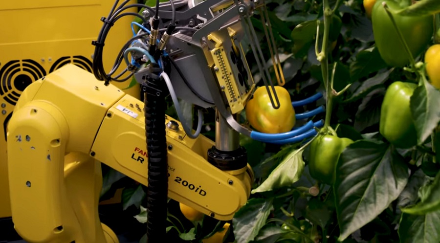 Mesters&eacute;ges intelligencia: a robot felm&eacute;ri, melyik paprika &eacute;rett &eacute;s azt szedi le