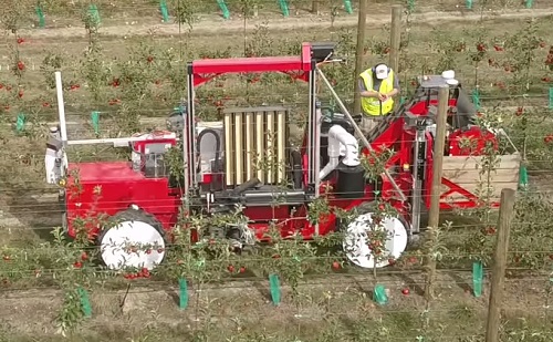 Robot szed almát Új-Zélandon 