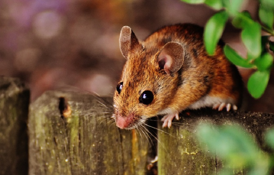 Az egerek fogai magyarázatot adhatnak az ember bölcsességfogaira is