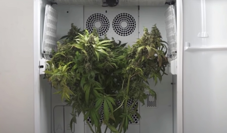 Mesterséges intelligencia: automatizált hűtőszekrényben nevelik a marihuána növényeket