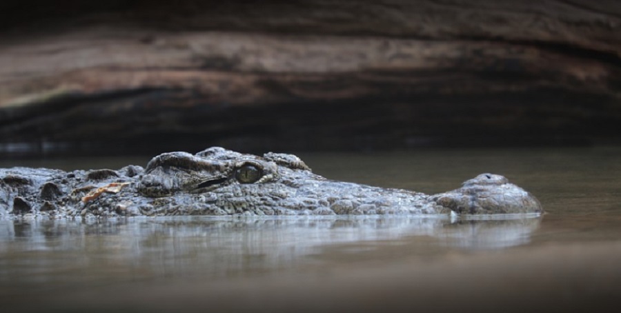 A krokodilok alattomosan közelednek - a mesterséges intelligencia azonosítja őket 