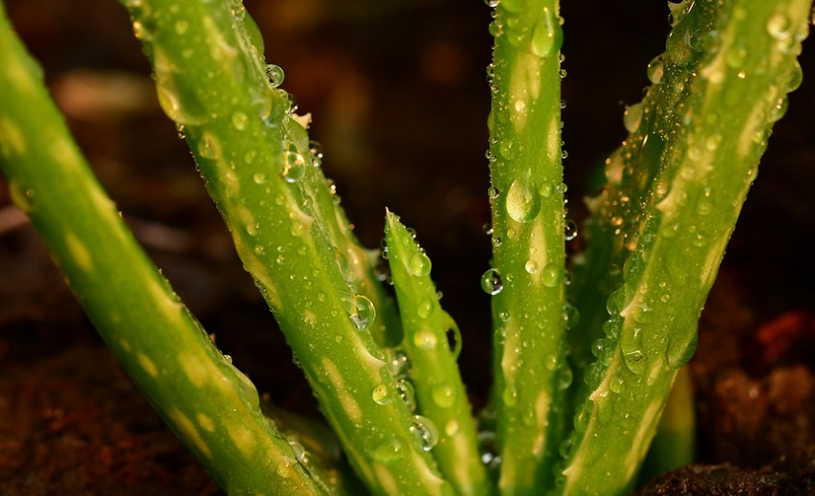 Érdemes rendszeresen fogyasztani az aloe vera levet