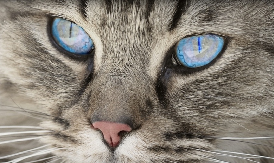 A mesterségesen intelligens macskaajtó célja leszoktatni a cicát a zsákmány hazahordásáról