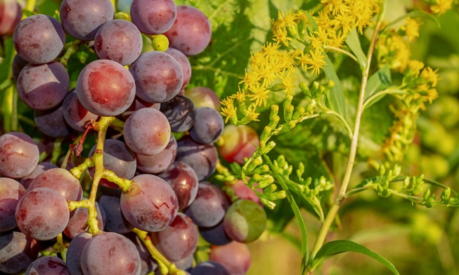 A vörös szőlő is segíthet az allergia tüneteinek leküzdésében