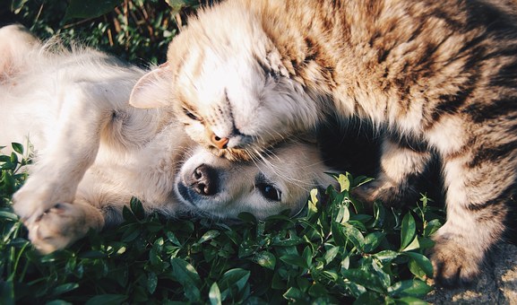 Az kutyák és a macskák is csökkentik a stresszt