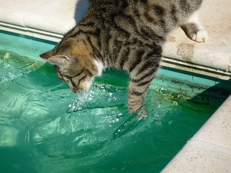 Így fürdesd meg macskádat