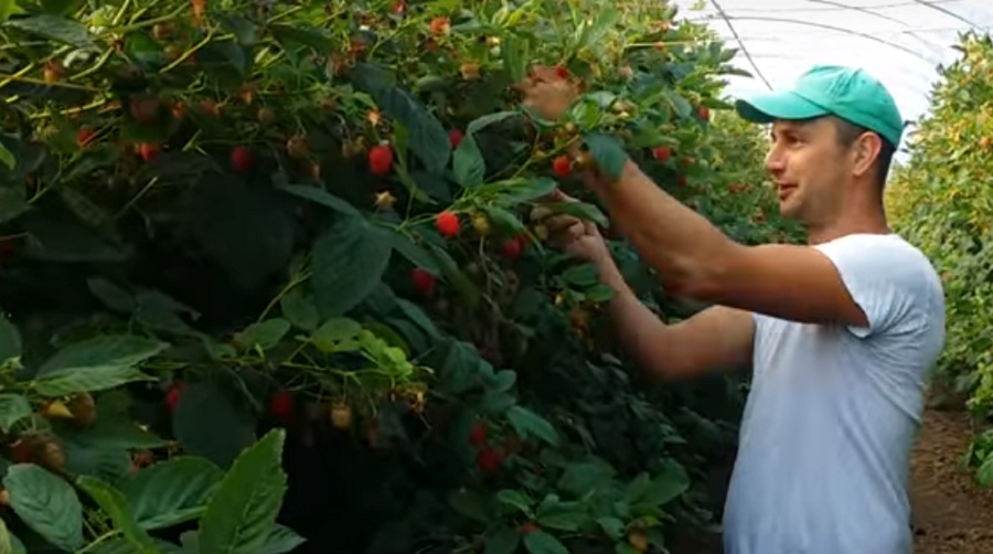 Az emberi k&eacute;z nem tudja felvenni a versenyt a m&aacute;lnaszedő robottal