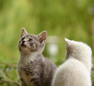 A macskák személyisége a gazdira hasonlít?
