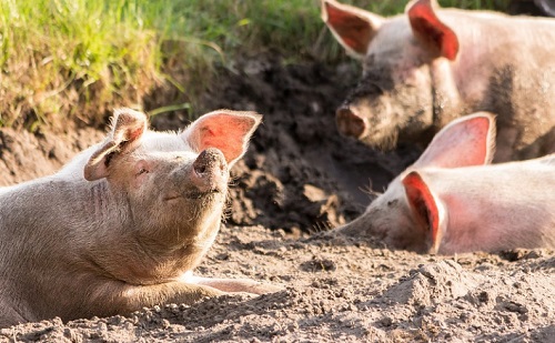 Javítja a mesterséges intelligencia a malacok egészségét?