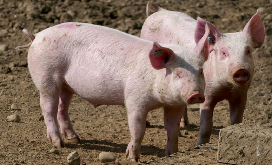 Hamarabb ell&aacute;thatj&aacute;k az &aacute;llatokat a gazd&aacute;k, ha tudj&aacute;k, hogy probl&eacute;m&aacute;juk van