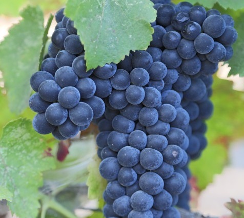 Cabernet franc