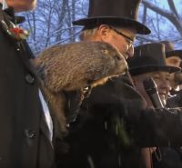 Mesterséges intelligencia alapú robotmormota válthatja Punxsutawney Phil-t