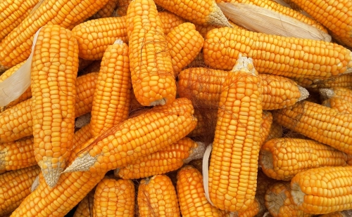 A kukoricatermést segít megjósolni a mesterséges intelligencia