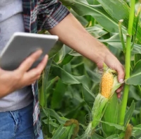 A mesterséges intelligencia a mezőgazdaságban is remekül alkalmazható