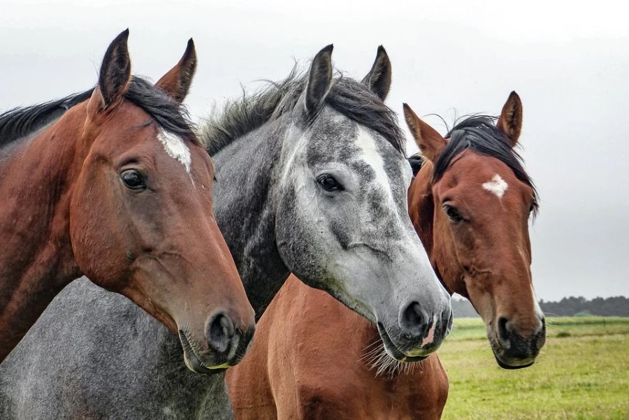A mesterséges intelligencia kimutatta, hogy a koronavírus a lovakra is veszélyt jelenthet