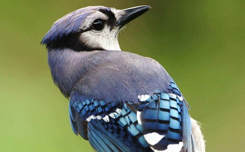 Ránézésre besorolja a madarakat a mesterséges intelligencia 