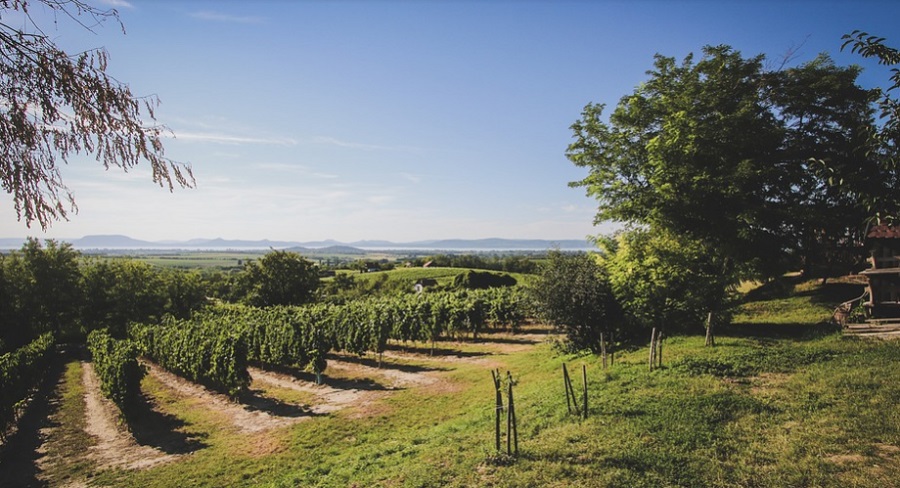 Népszerűek a magyar borok - a balatoni szőlő is közkedvelt