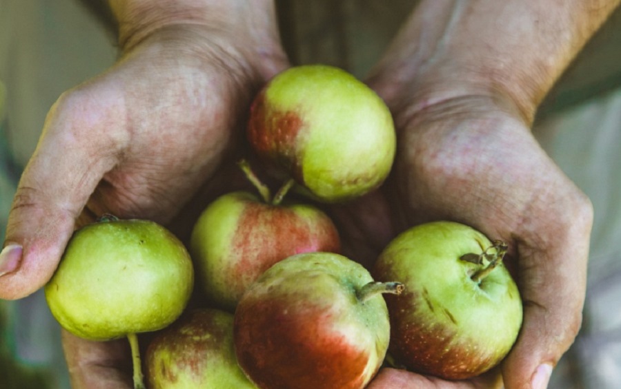 Almákból és körtékből készül az új természetes édesítőszer