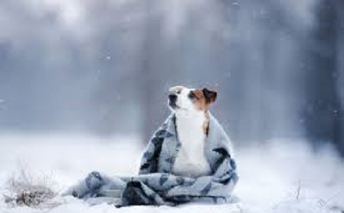 A hidegben is fontos a kutya védelme