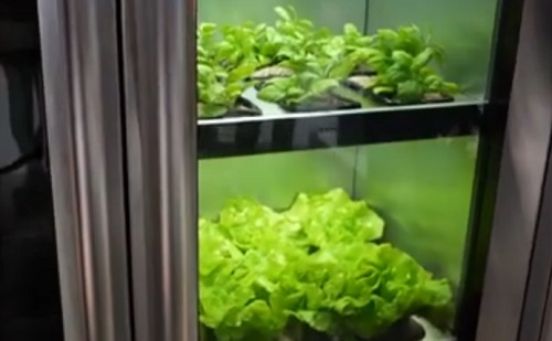 Mesterséges intelligencia: növényt termeszt a jövő konyhai készüléke