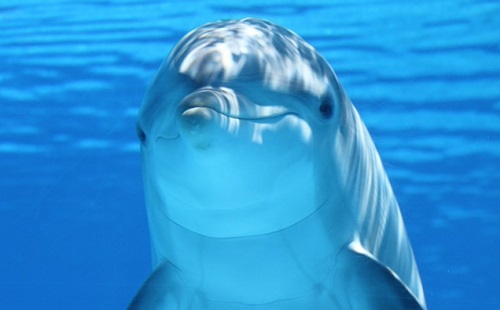 Érkeznek a hiperrealisztikus robot delfinek