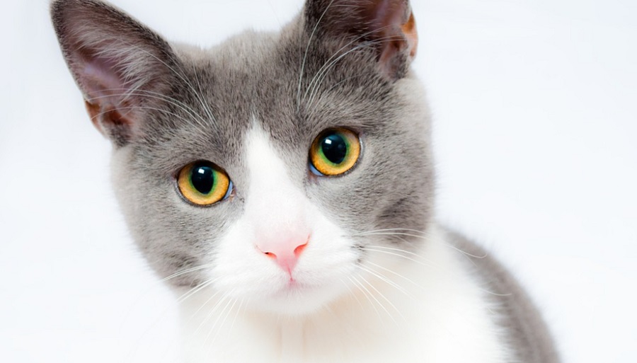 Mesterséges intelligencia segíthet értelmezni a macska nyávogását