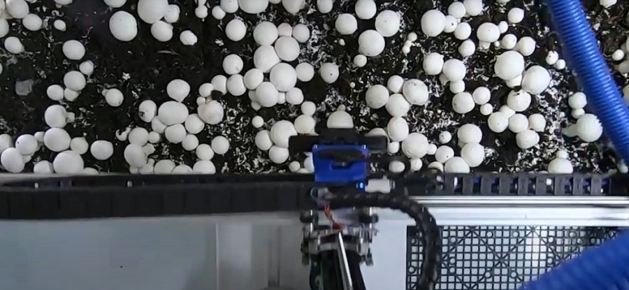 A gombaszedő robot szkenneli, majd kiválogatja a leszedhető gombákat