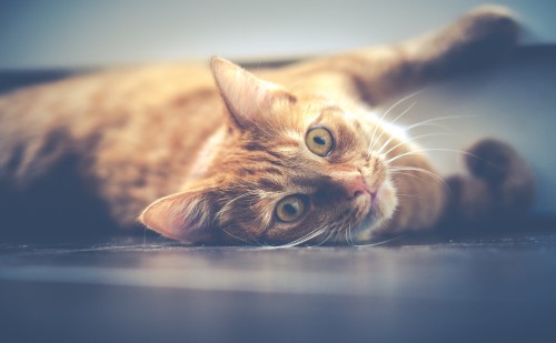 Meddig él egy macska?