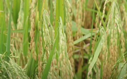 Mesterséges intelligencia - A távérzékelés előrejelzi a rizs nitrogénigényét